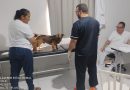 CAMPANHA DE CASTRAÇÃO DE CÃES MACHOS É REALIZADA NO MUNICÍPIO