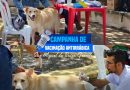 DIA D DA VACINAÇÃO ANTIRRÁBICA REFORÇA A PROTEÇÃO DE CÃES E GATOS